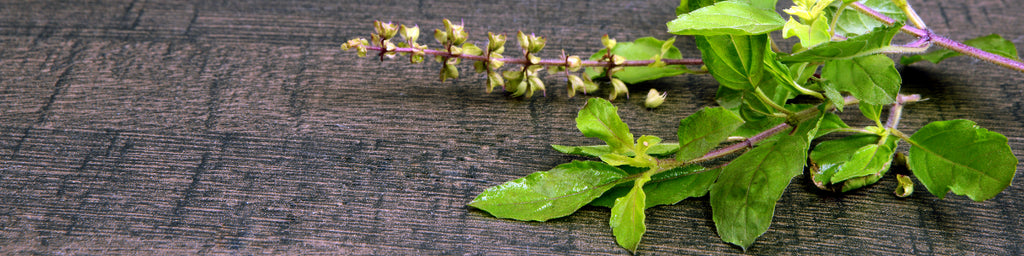 Researched Health Benefits of Tulsi Tea