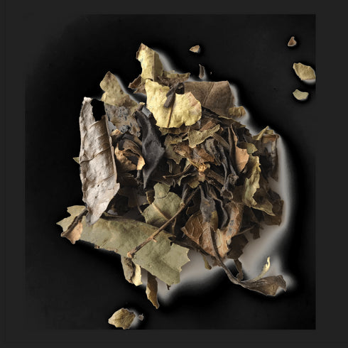 White Peony - Open Door Tea CT